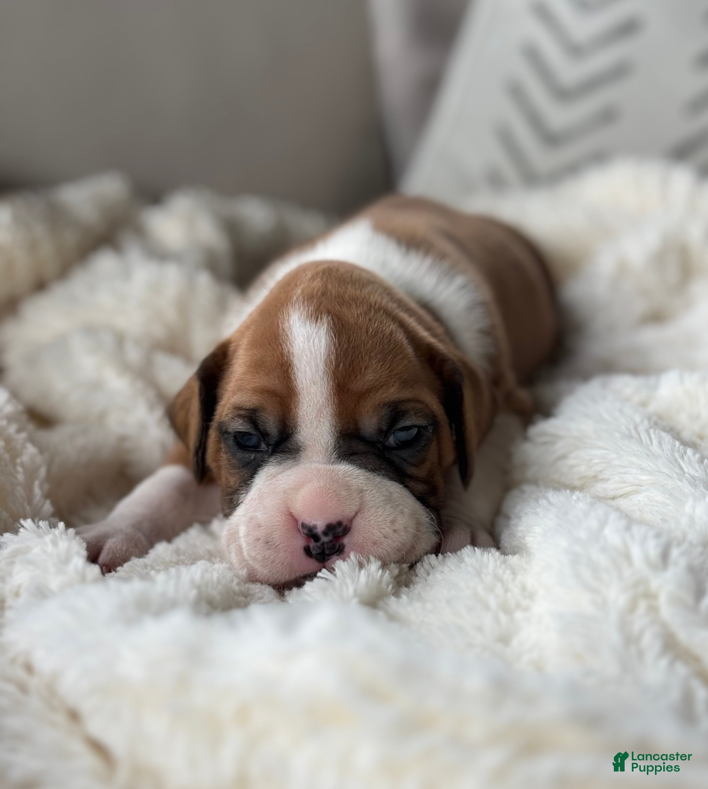 Boxer dogs Stella - Ad 1