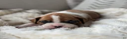 Boxer dogs for sale: Stella - Ad 1