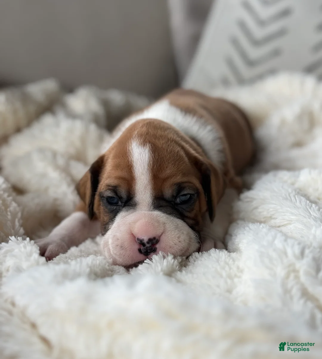 Boxer dogs for sale: Stella - Ad 1