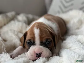 Boxer dogs for sale: Stella - Ad 1
