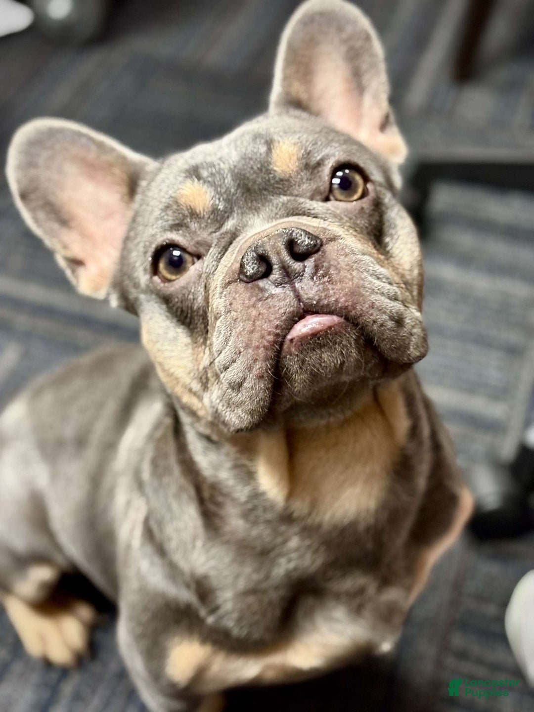 French Bulldog dogs for sale: Atlas - Ad 1