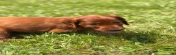 Irish Setter dogs for sale: Dark blue collar  - Ad 5