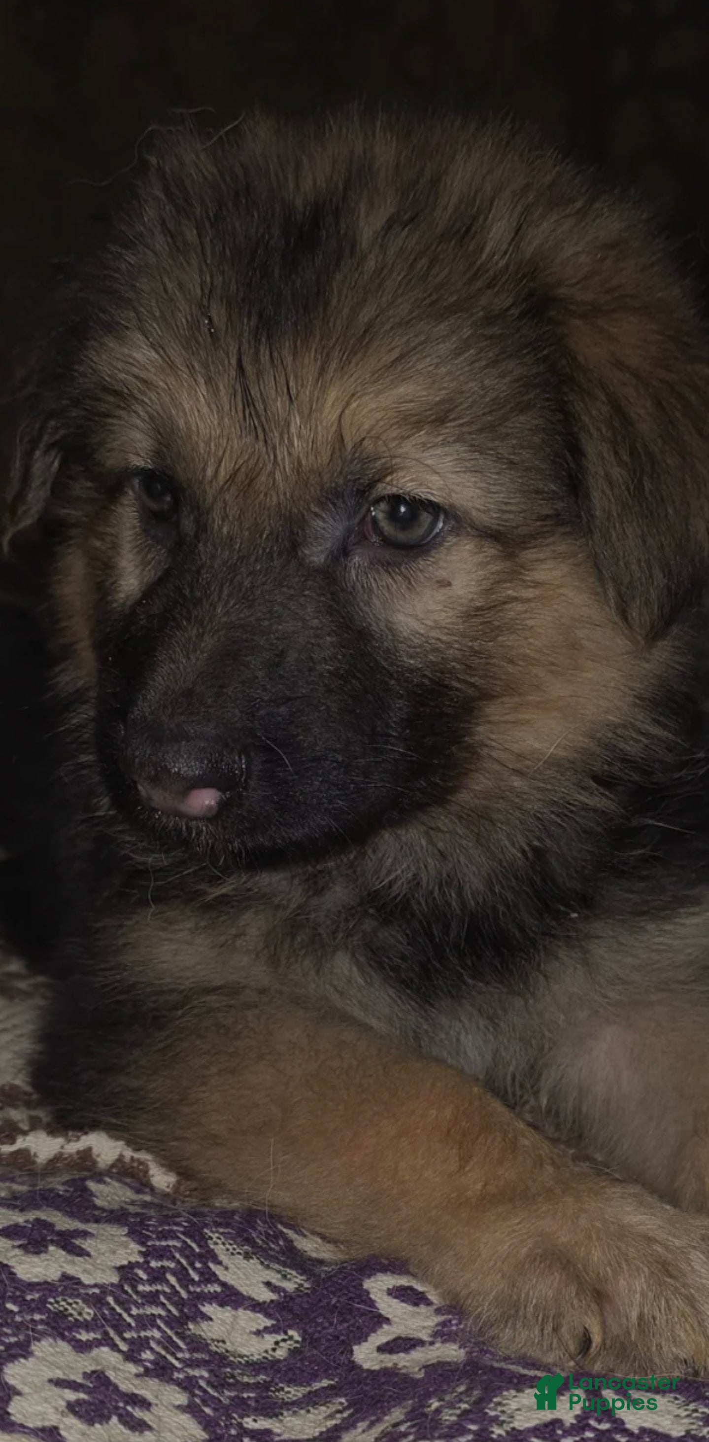 German Shepherd dogs Dragon (11) - Ad 1