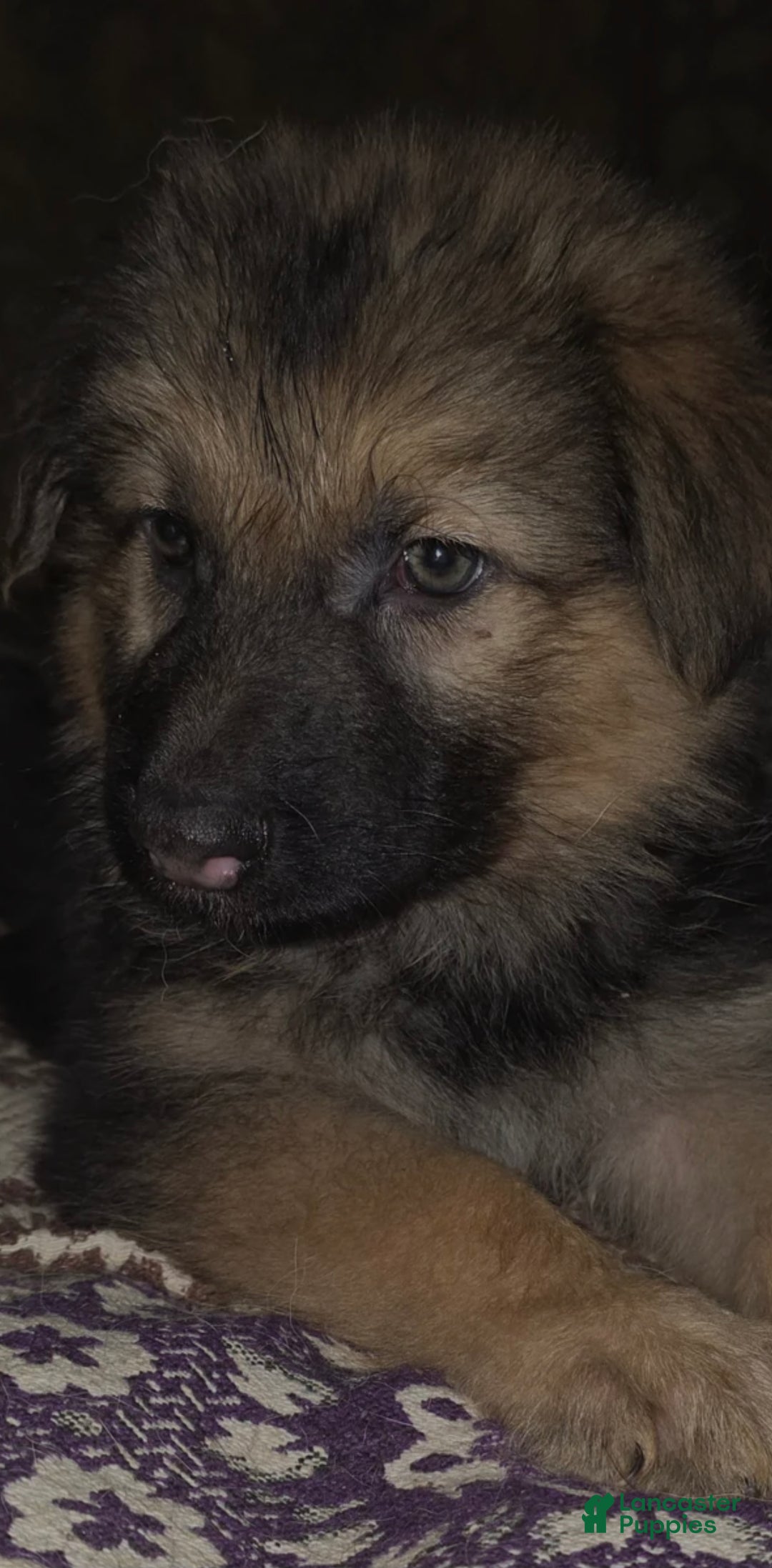 German Shepherd dogs for sale: Dragon (11) - Ad 1