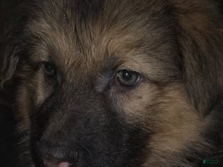 German Shepherd dogs COCO (11) - Ad 23