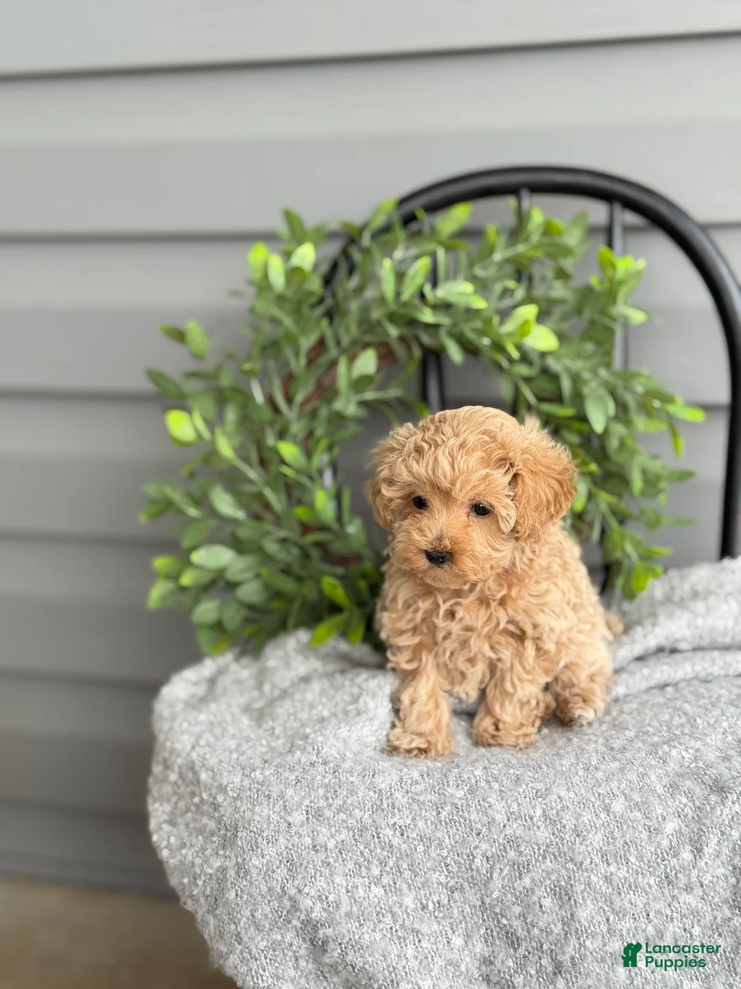 Maltipoo dogs for sale: Tillie - Ad 11