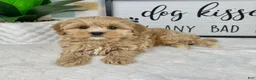Cavapoo dogs for sale: Cooper - Ad 5