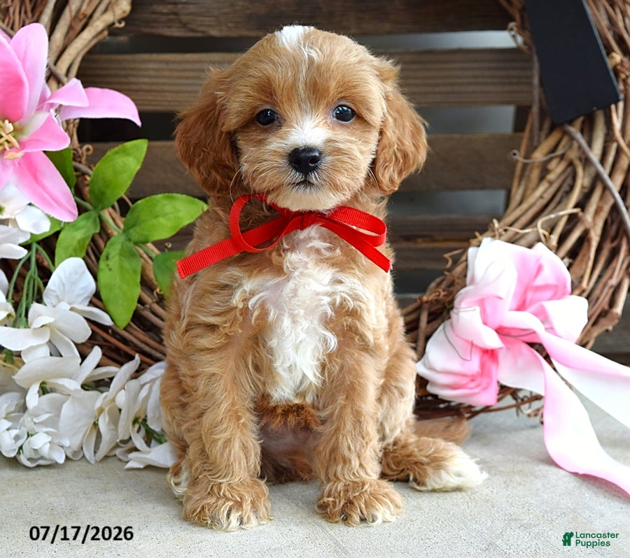 Cavapoo dogs Max - Ad 2