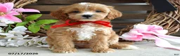 Cavapoo dogs for sale: Max - Ad 2