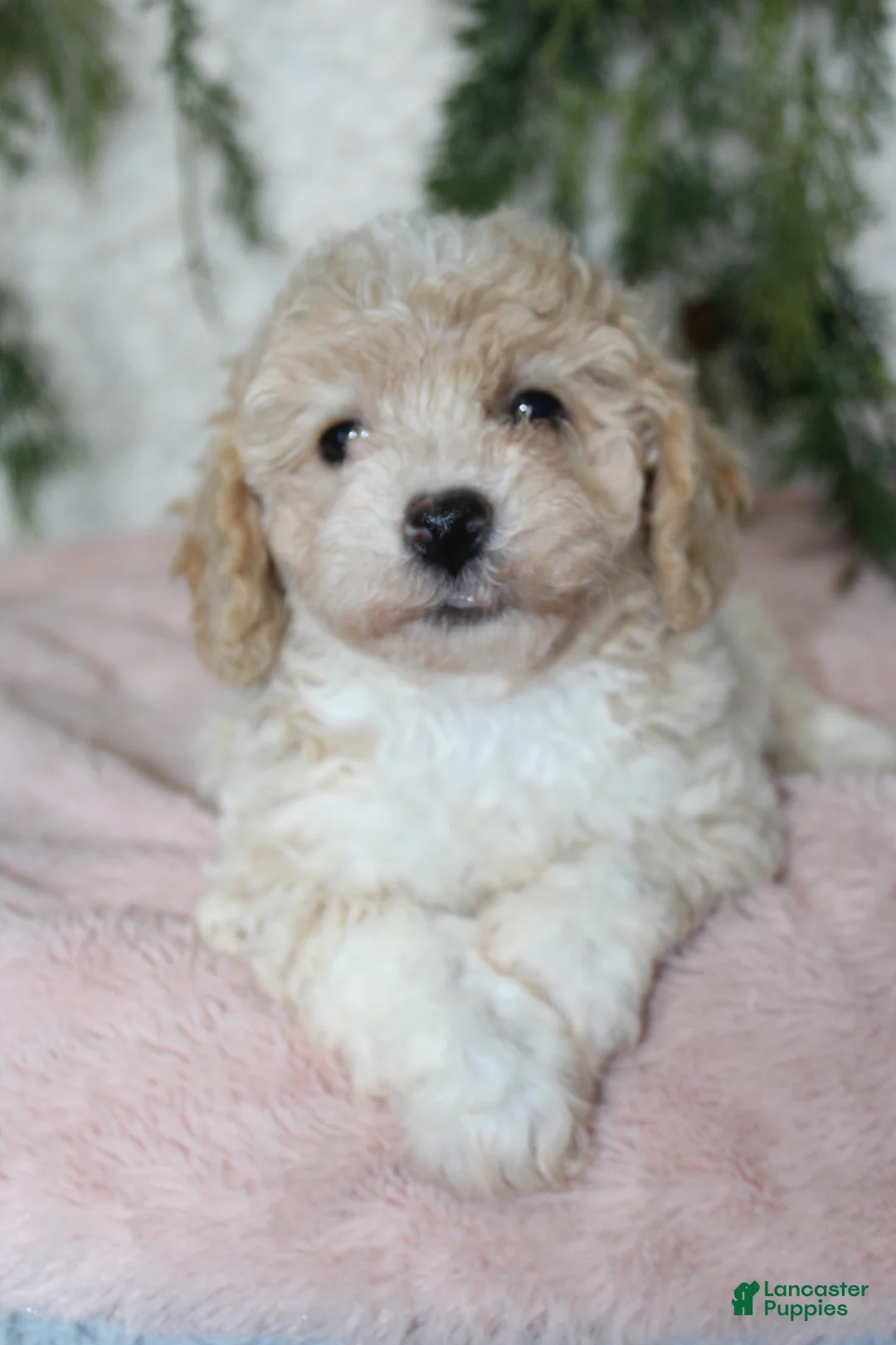 Bichpoo dogs for sale: Bichpoo 5 - Ad 2