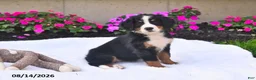Bernese Mountain Dog dogs for sale: CeCe - Ad 3
