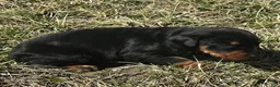 Doberman Pinscher dogs for sale: Sheba  - Ad 2