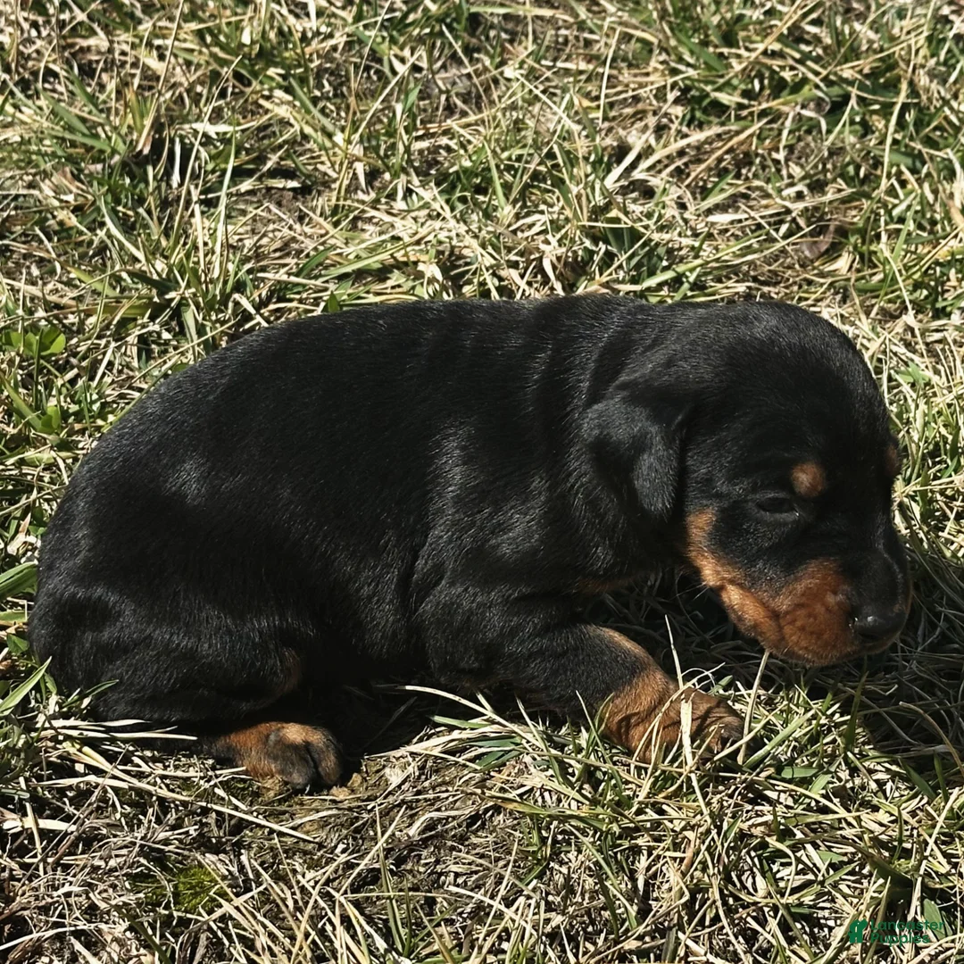 Doberman Pinscher dogs for sale: Sheba  - Ad 2