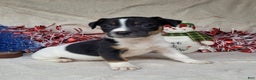 Jack Russell Terrier dogs for sale: FOSTER of Westfork - Ad 13