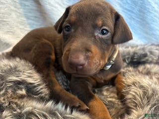 Doberman Pinscher dogs Nala - Ad 41