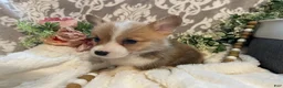 Welsh Corgi Pembroke dogs for sale: Skye - Ad 8