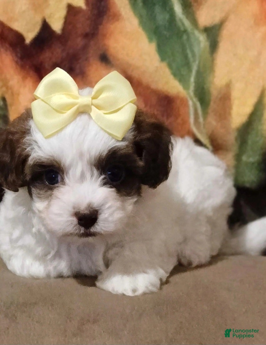 Havanese dogs Havanese 3 - Ad 36