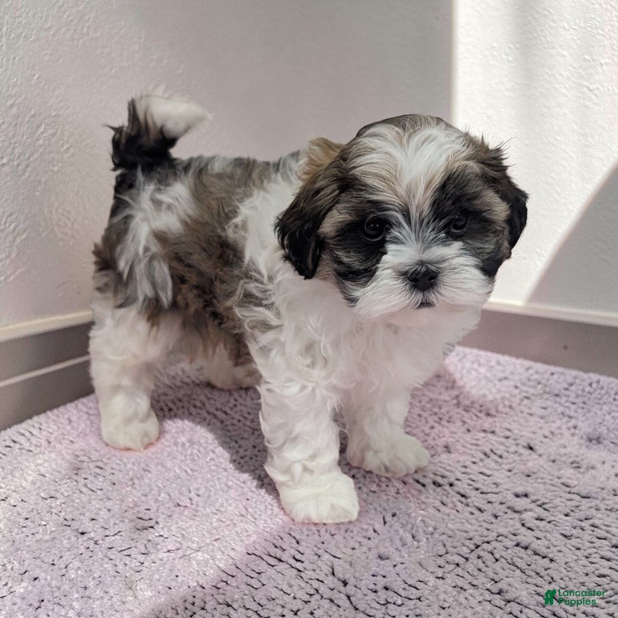 Shihpoo dogs Queenie - Ad 2
