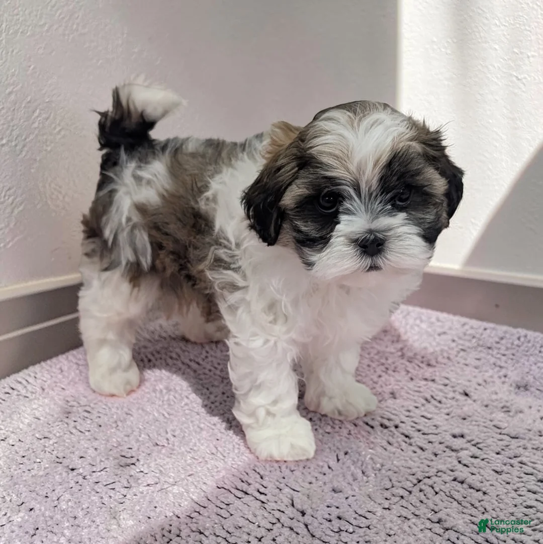 Shihpoo dogs for sale: Queenie - Ad 2