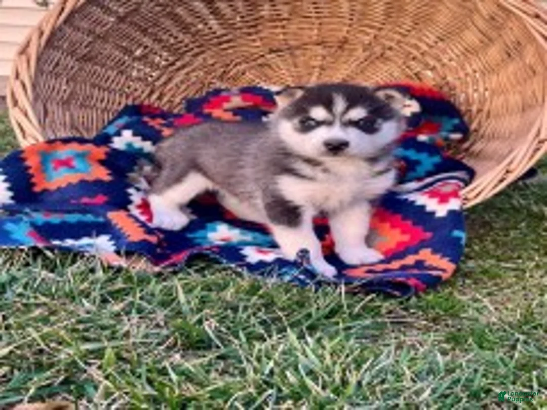 Siberian Husky dogs for sale: Luna❤️Akc❤️Call 717-925-6681 - Ad 1