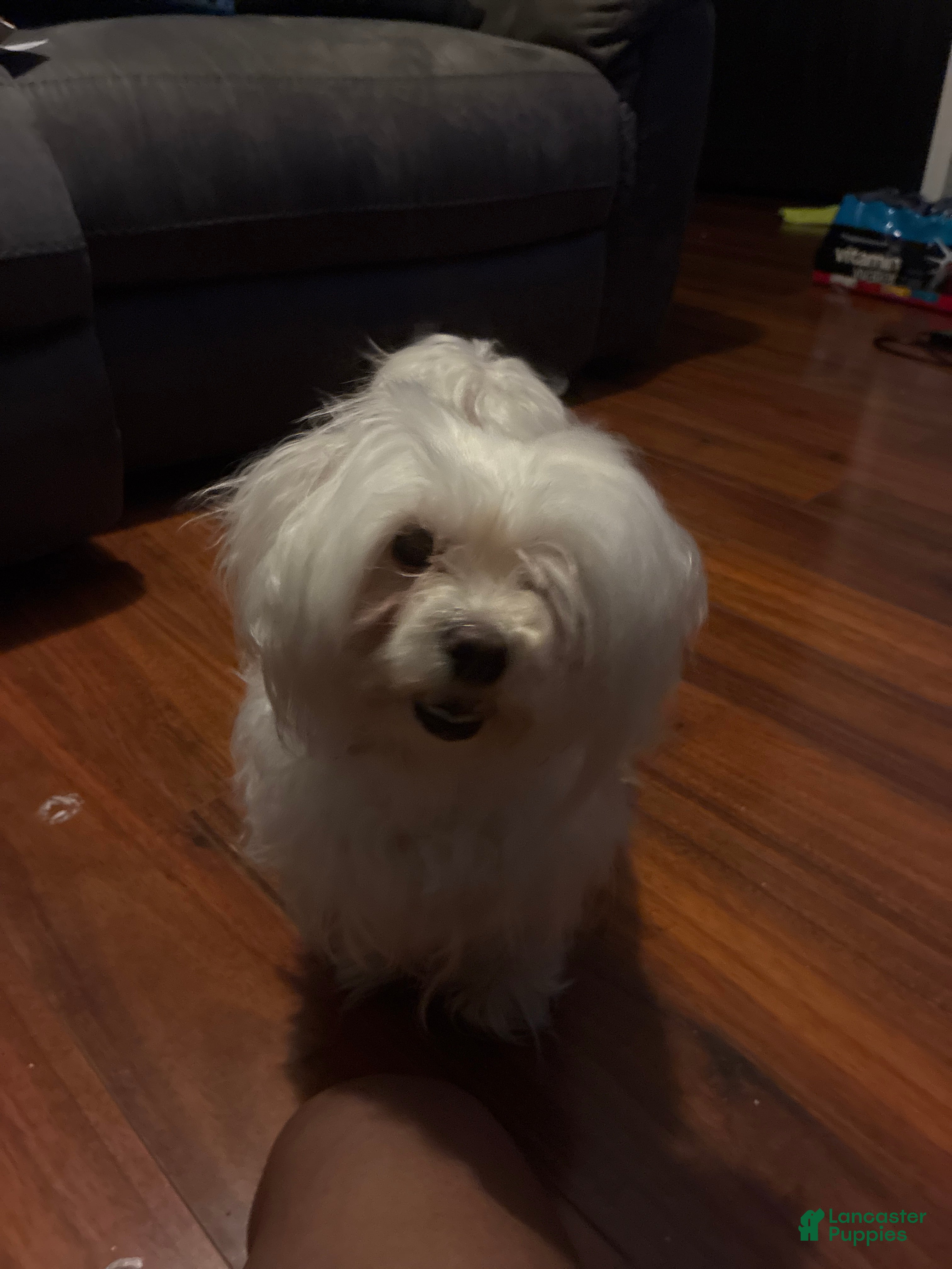Maltese dogs for sale: Maltese 1 - Ad 3