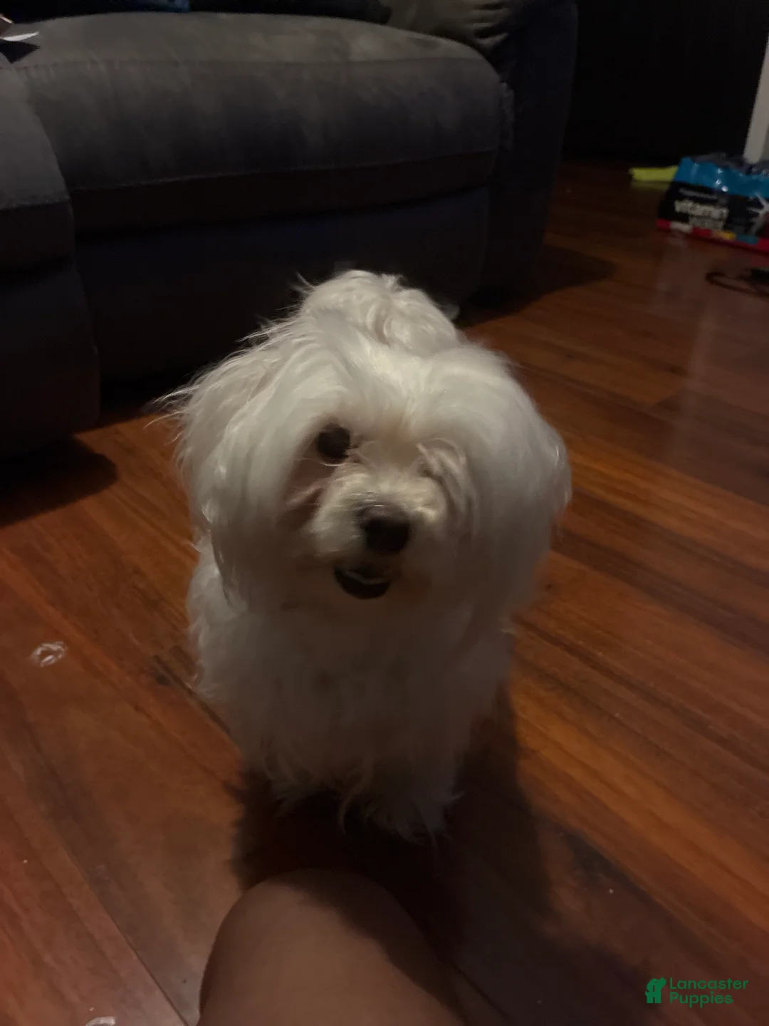 Maltese dogs for sale: Maltese 1 - Ad 1