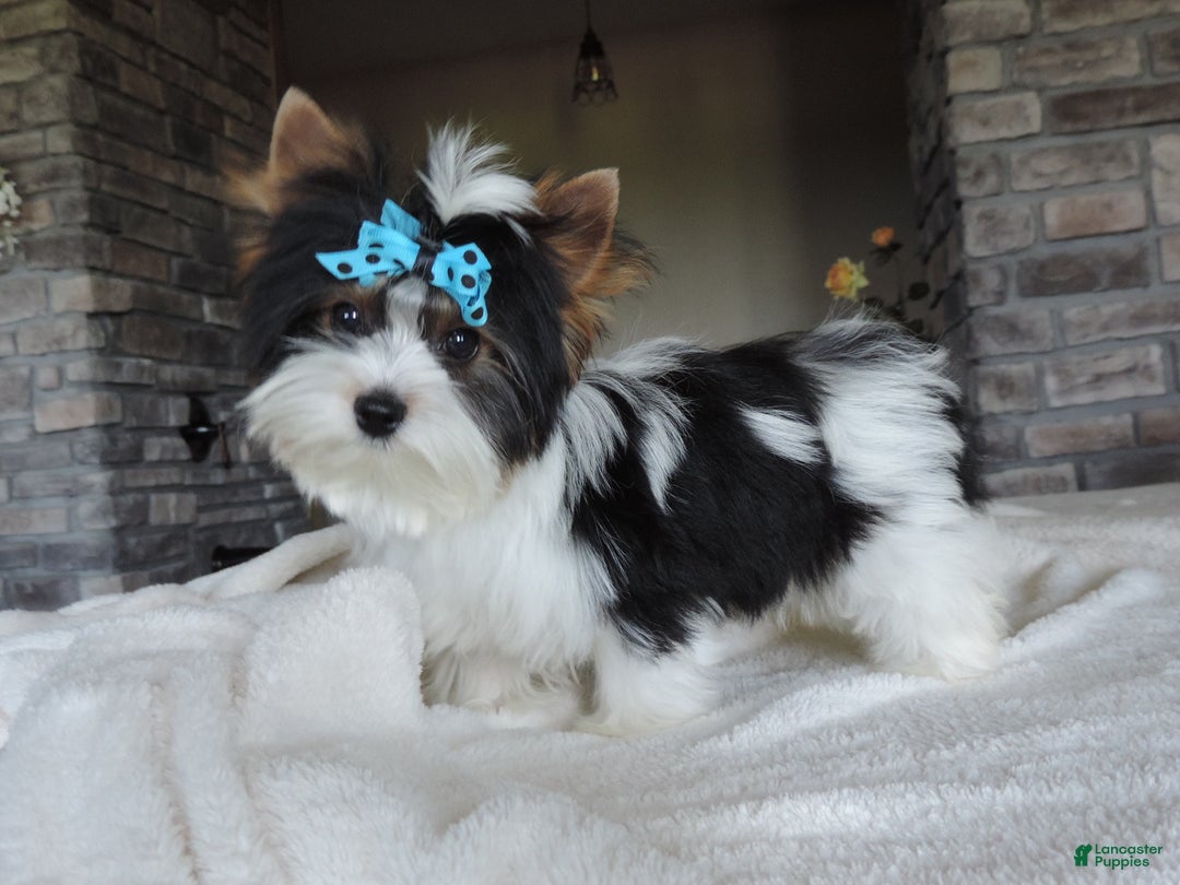 Biewer Terrier dogs for sale: Toby - Ad 11