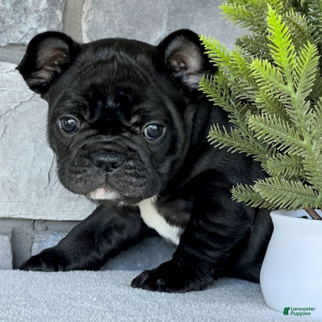 French Bulldog dogs for sale: Ortiz - Ad 7