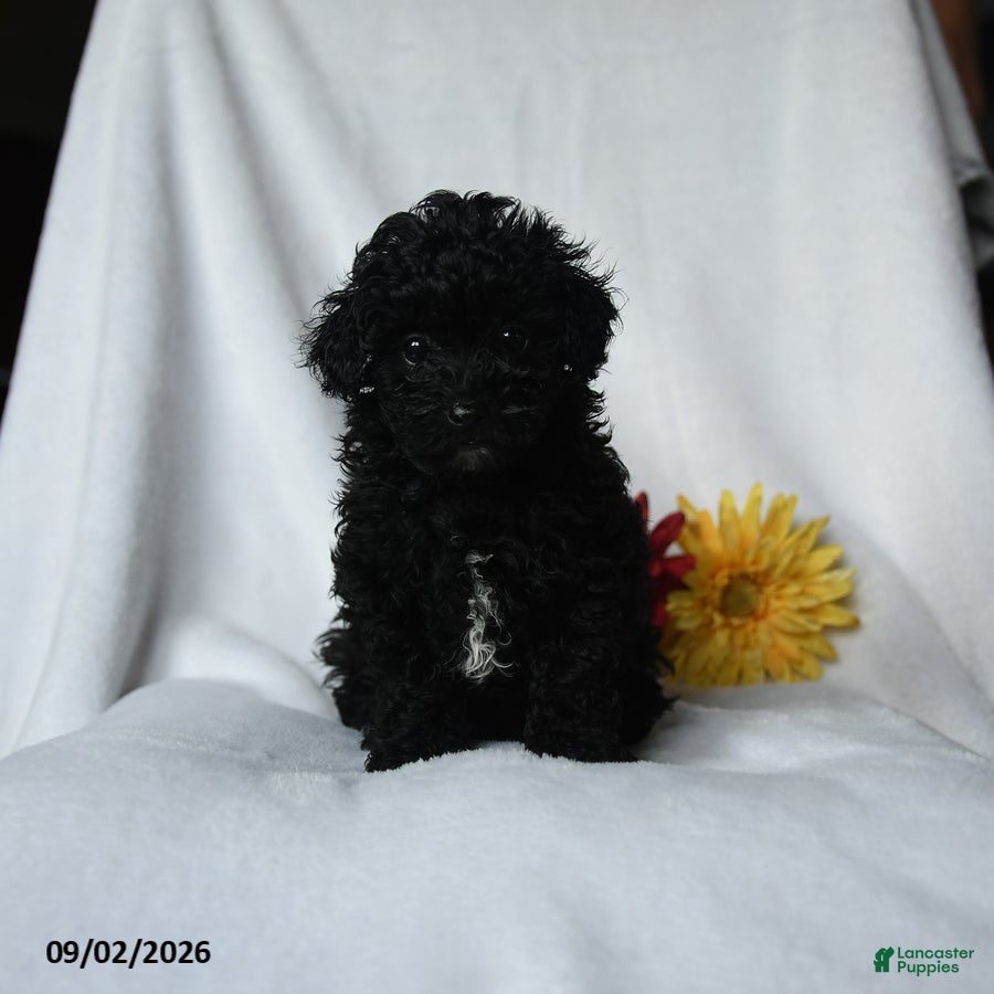 Toy Poodle dogs Harley - Ad 1