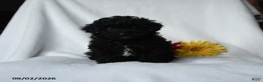 Harley