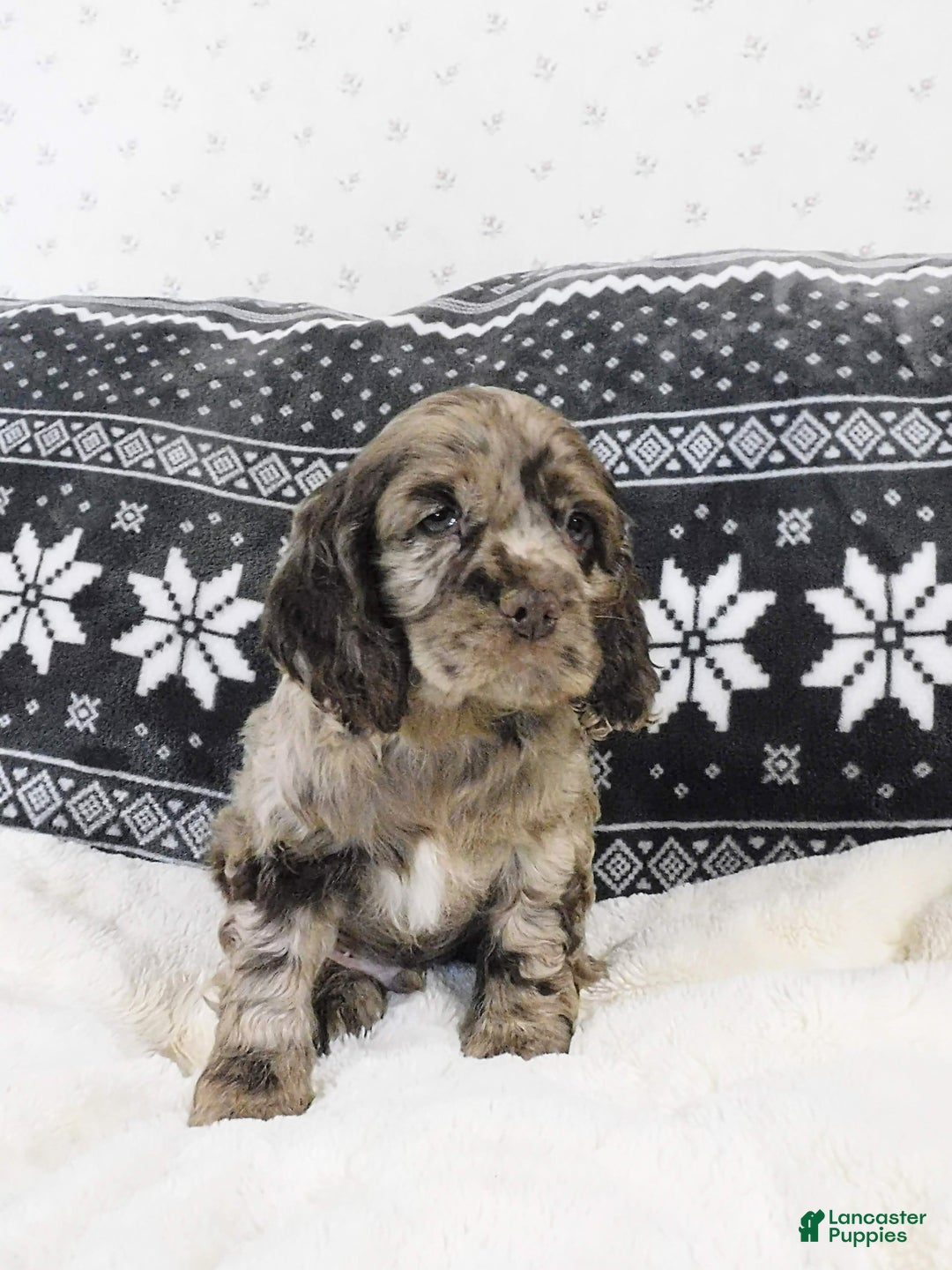 Cocker Spaniel dogs for sale: Butterscotch  - Ad 5