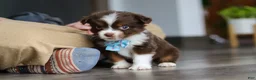 Miniature Australian Shepherd dogs for sale: Cadbury - Ad 10