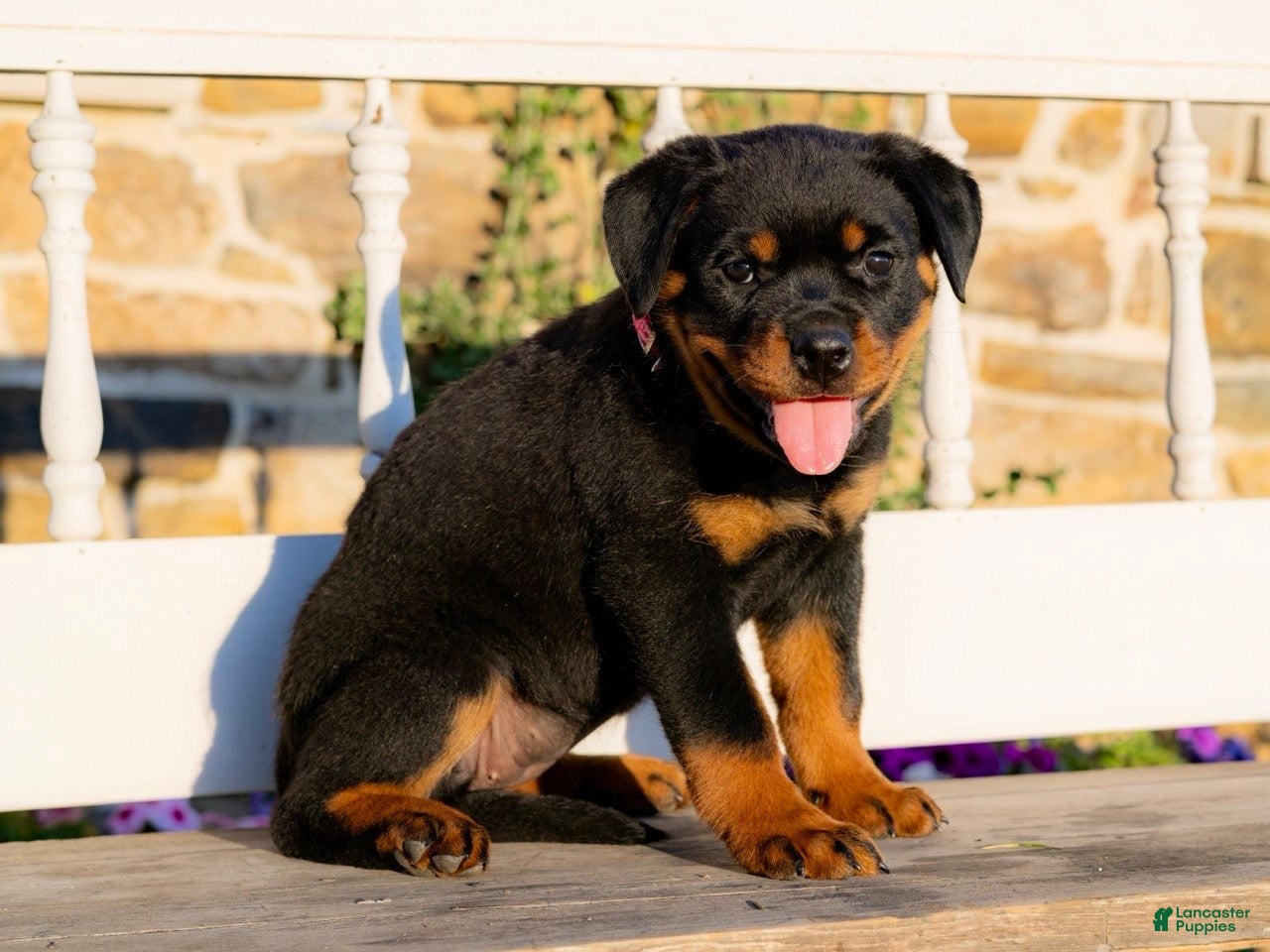 Rottweiler dogs Skye - Ad 2