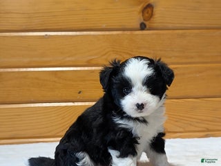 Mixed Breed dogs River - Ad 5