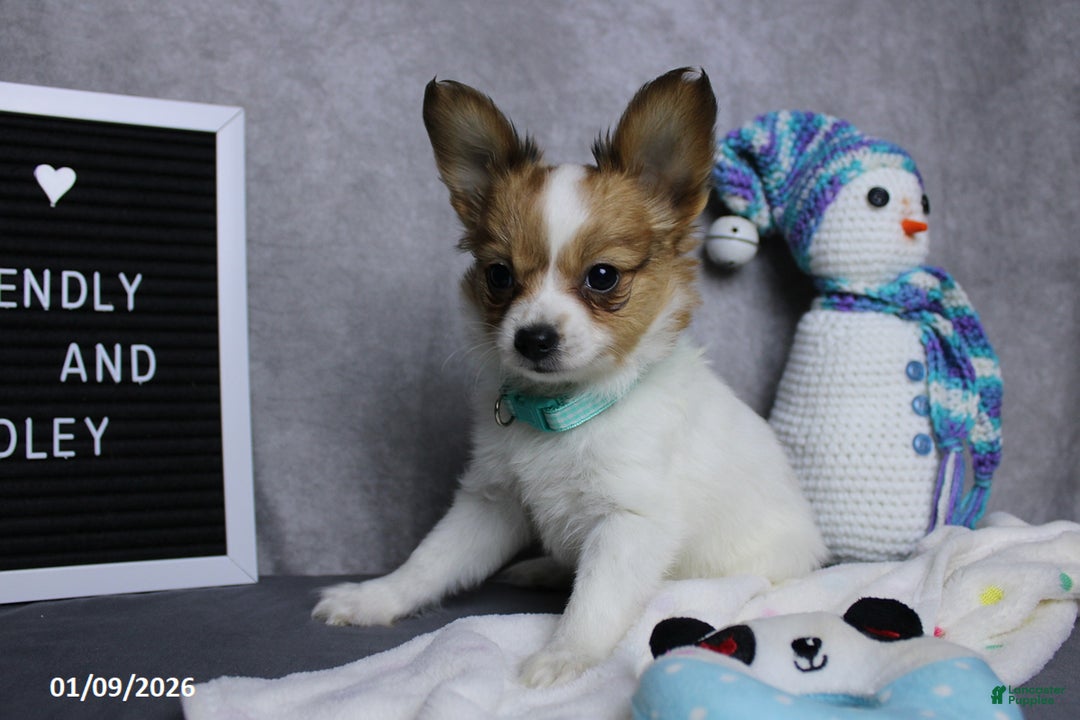 Papillon dogs for sale: Nick  - Ad 6