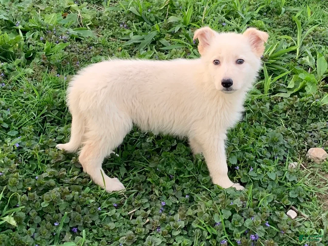 German Shepherd dogs for sale: Max - Ad 1