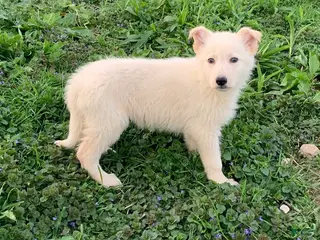 German Shepherd dogs Max - Ad 11