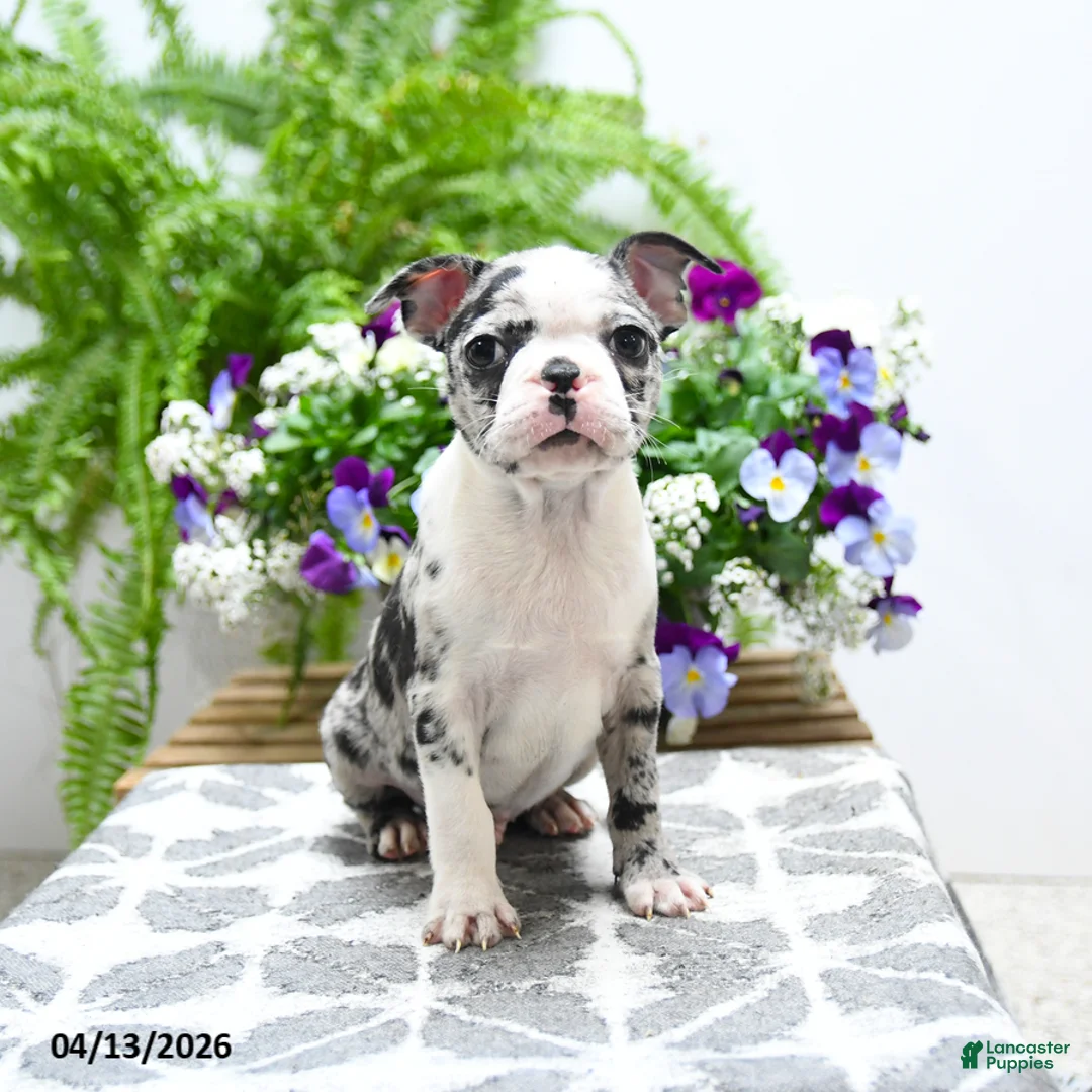 Boston Terrier dogs for sale: Kody - Ad 5