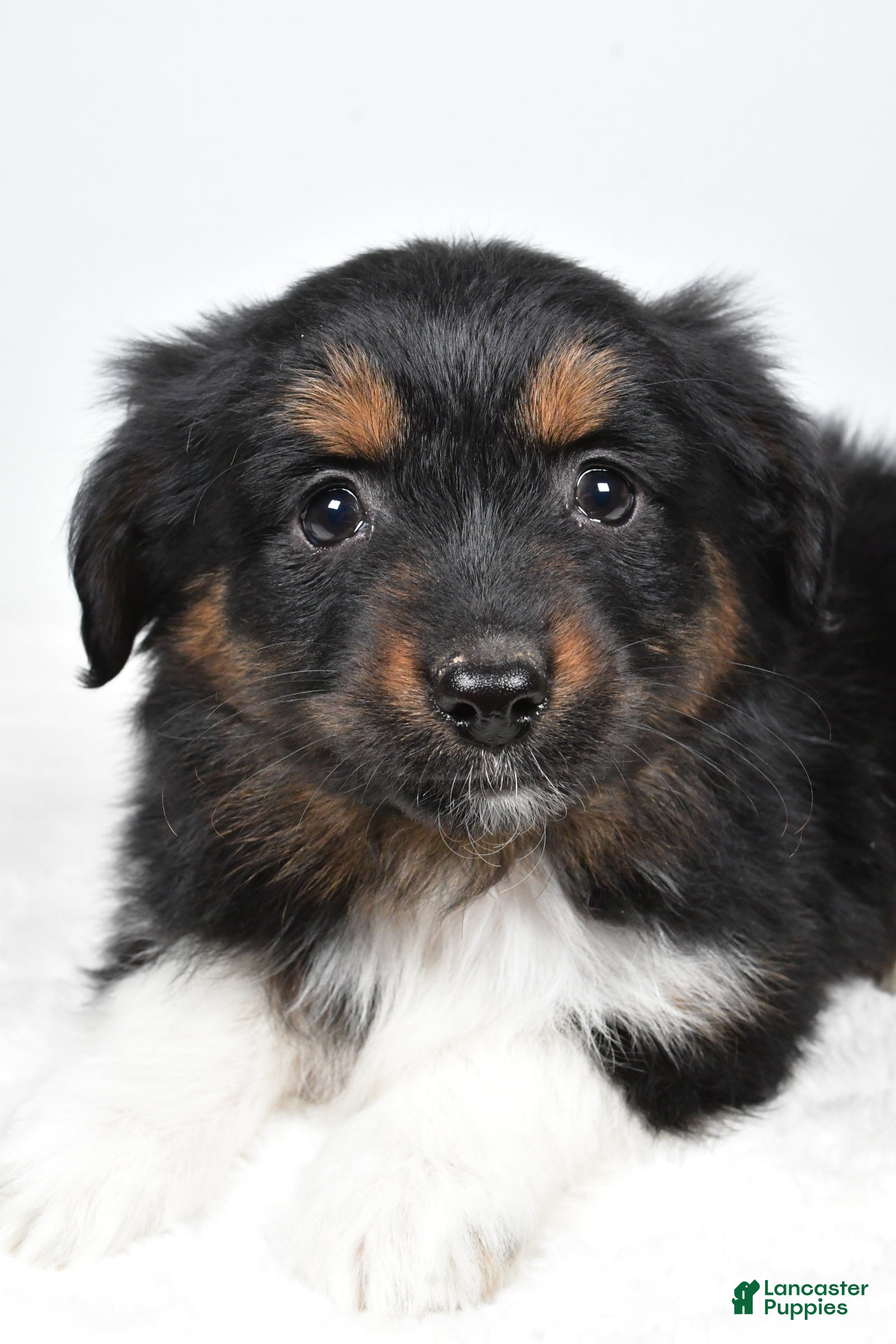 Miniature Australian Shepherd dogs Randal - Ad 20