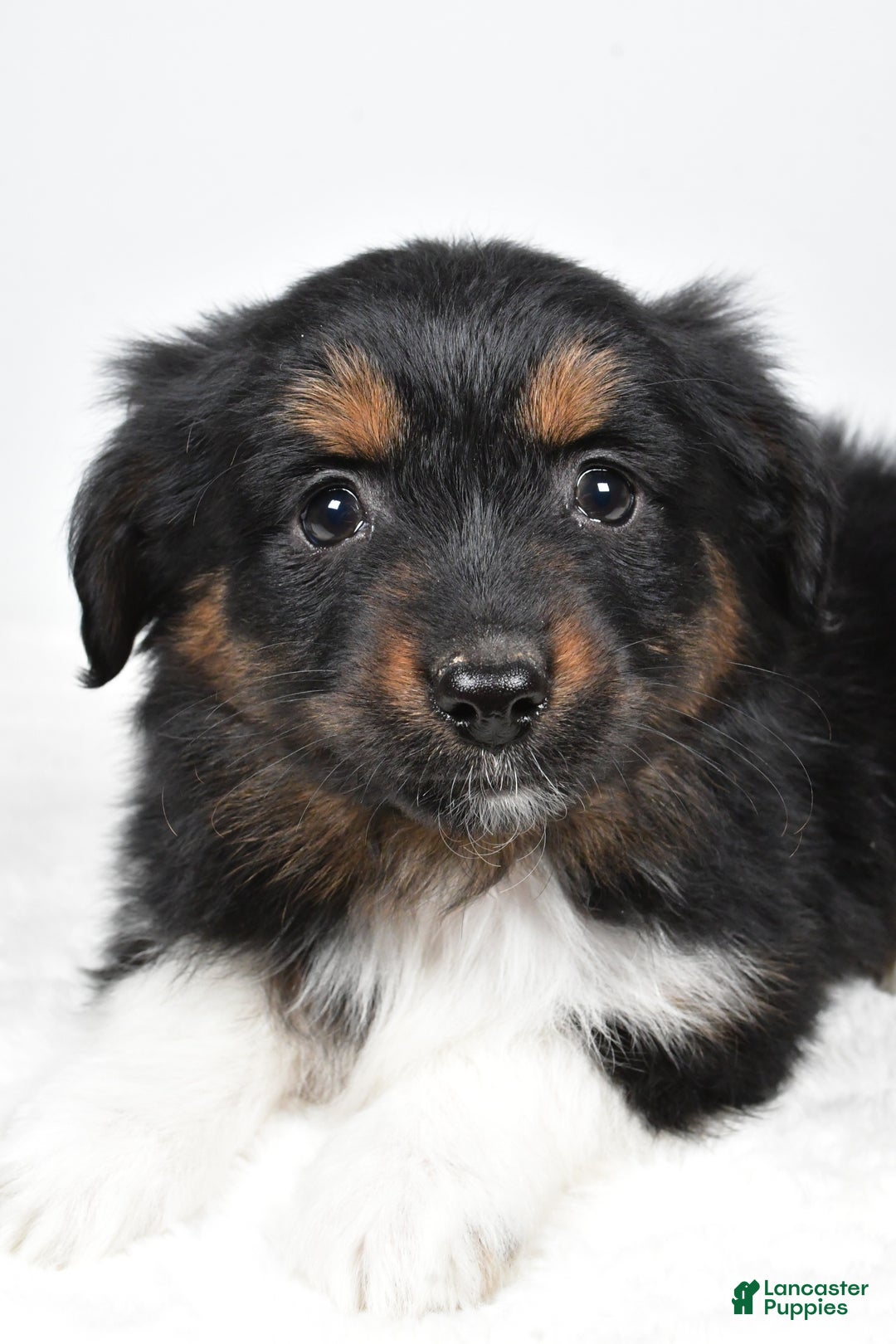 Miniature Australian Shepherd dogs for sale: Randal - Ad 1