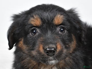 Miniature Australian Shepherd dogs Randal - Ad 20