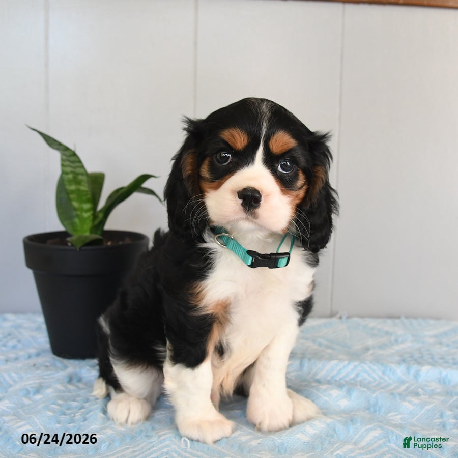 Cavalier King Charles Spaniel dogs Sunshine - Ad 1