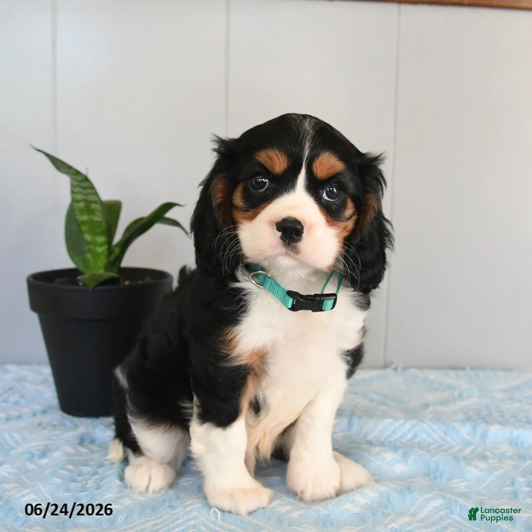 Cavalier King Charles Spaniel dogs for sale: Sunshine - Ad 1