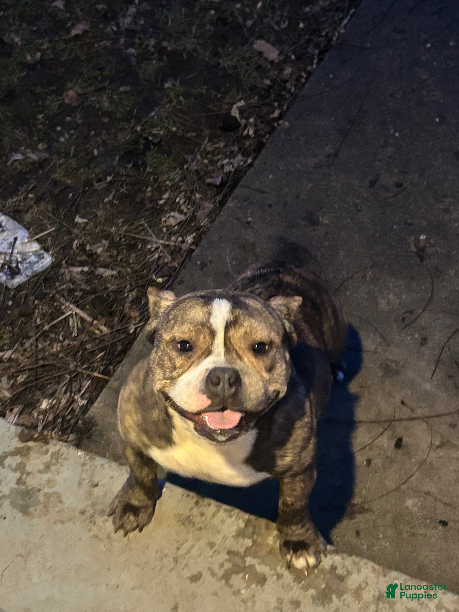 American Bully dogs Cedes  - Ad 2