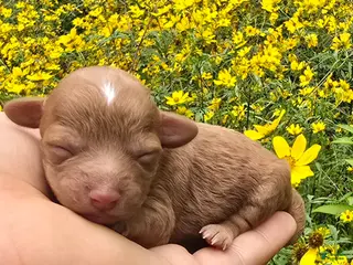 Maltipoo dogs Gemma - Ad 27