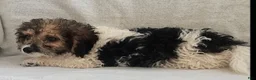 Mixed Breed dogs for sale: Teddy - Ad 2