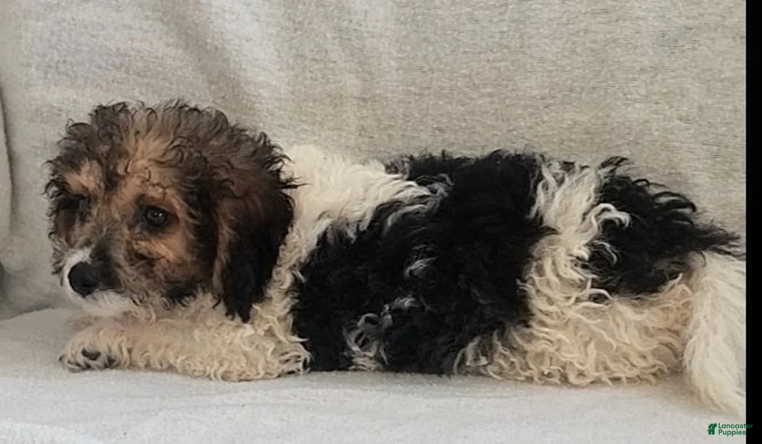 Mixed Breed dogs for sale: Teddy - Ad 2