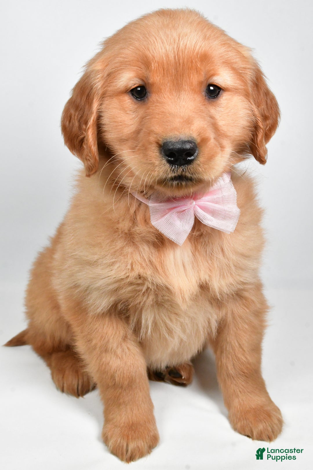 Golden Retriever dogs for sale: Lexie - Ad 2