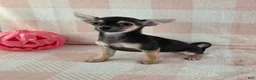 Chihuahua dogs for sale: June - Ad 3