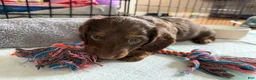 Dachshund dogs for sale: Coco - Ad 11